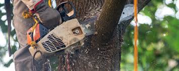  East Uniontown, PA Tree Services Pros