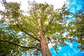 Best Hazardous Tree Removal  in East Uniontown, PA