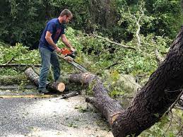 How Our Tree Care Process Works  in  East Uniontown, PA