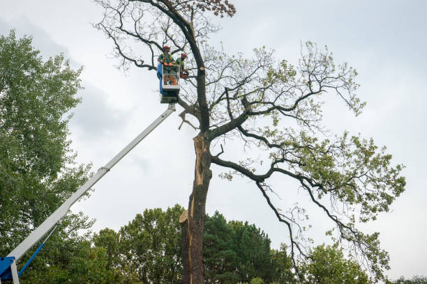 Best Hedge Trimming  in East Uniontown, PA