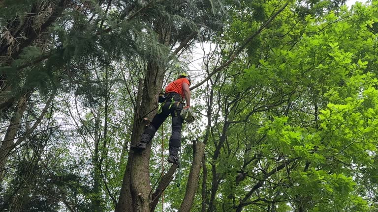 Best Tree Health Inspection  in East Uniontown, PA