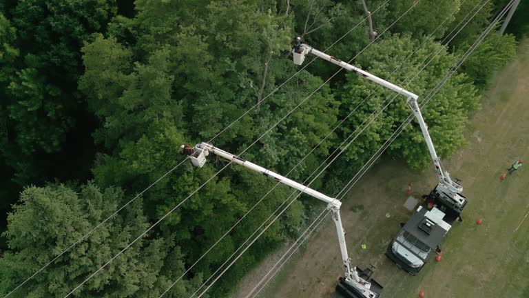 Best Tree Cabling and Bracing  in East Uniontown, PA